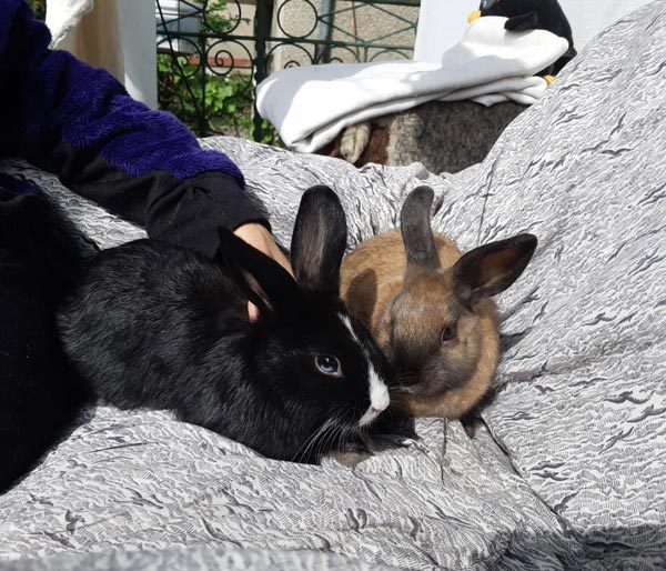 chilly-pepper-tyrsqt-dom