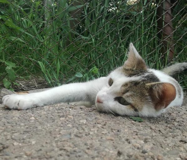 kote-tobias-nezabravenite