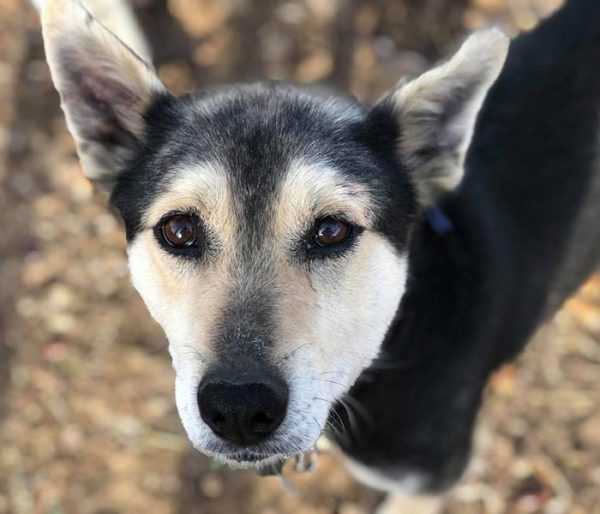 kuche-harvey-za-osinovyavane