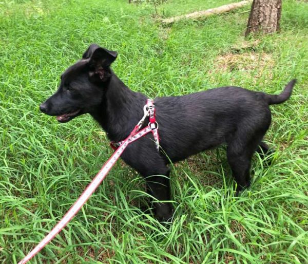 kuche-mastika-tyrsi-stopani