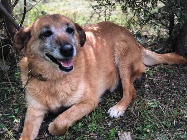 kucheto-mary-poppins-igrae-navun