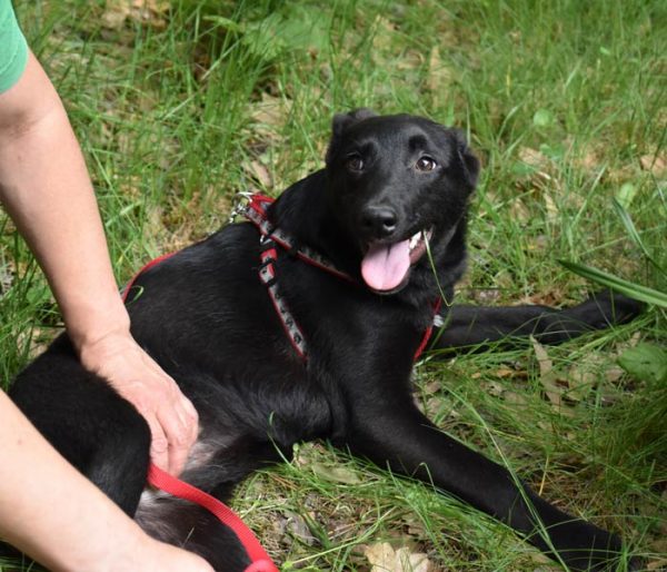 mastika-cherno-kuche-tyrsi-dom