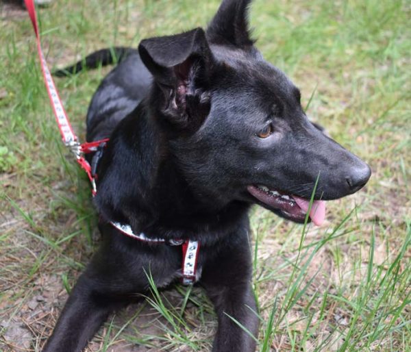 mastika-cherno-kuchence-tyrsi-dom