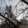 Осинови коте Тобиас
