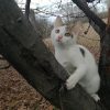 Осинови коте от Незабравените - Тобиас