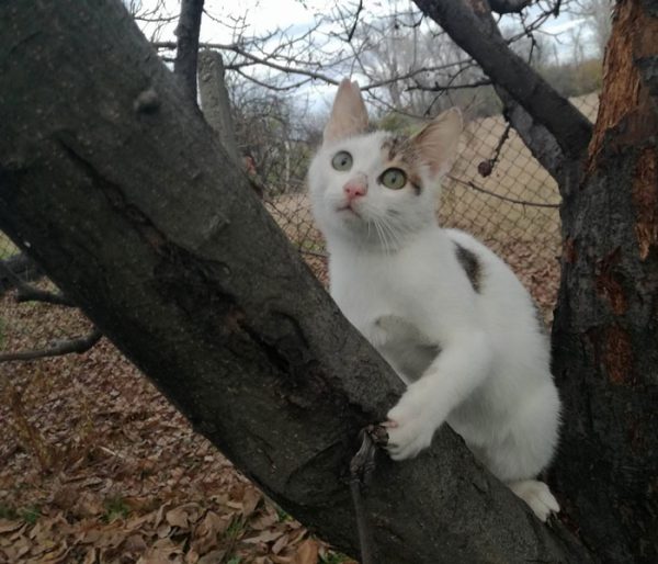 osinovi-tobi-nezabravenite