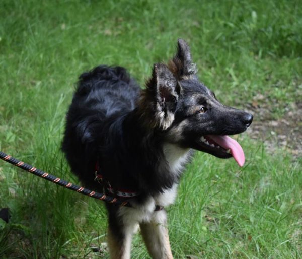 rakia-tyrsi-lubyasht-dom