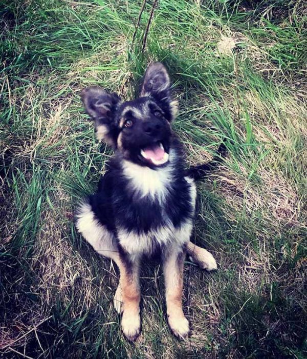 sladka-rakia-tyrsi-dom