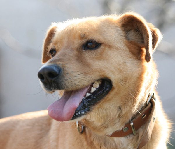 sladko-kuche-rika-bej