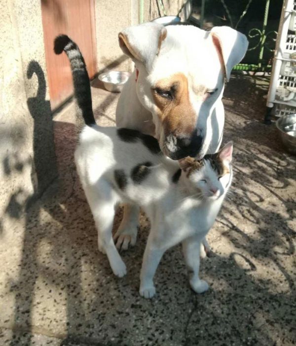 tobias-kote-kuche-osinovi