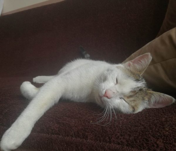 tobias-tyrsi-osinoviteli