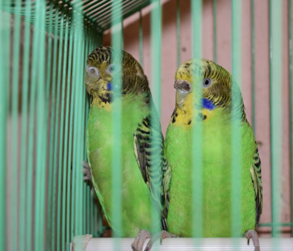 zuzi-zac-papagal-tyrsi-dom